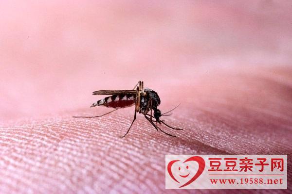 蚊子叮咬后有效止痒方法，涂抹维生素B1可驱蚊虫
